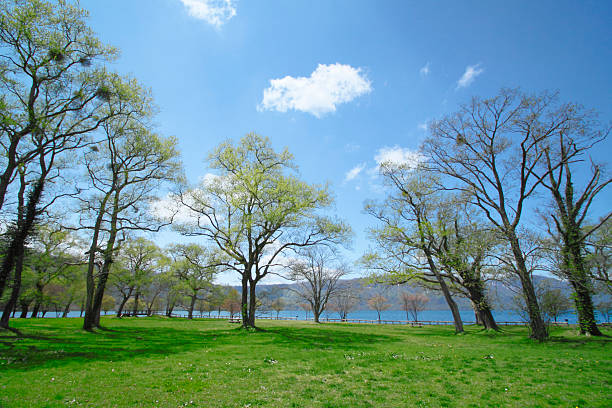 du vert et bleu ciel - parc national de towada hachimantai photos et images de collection