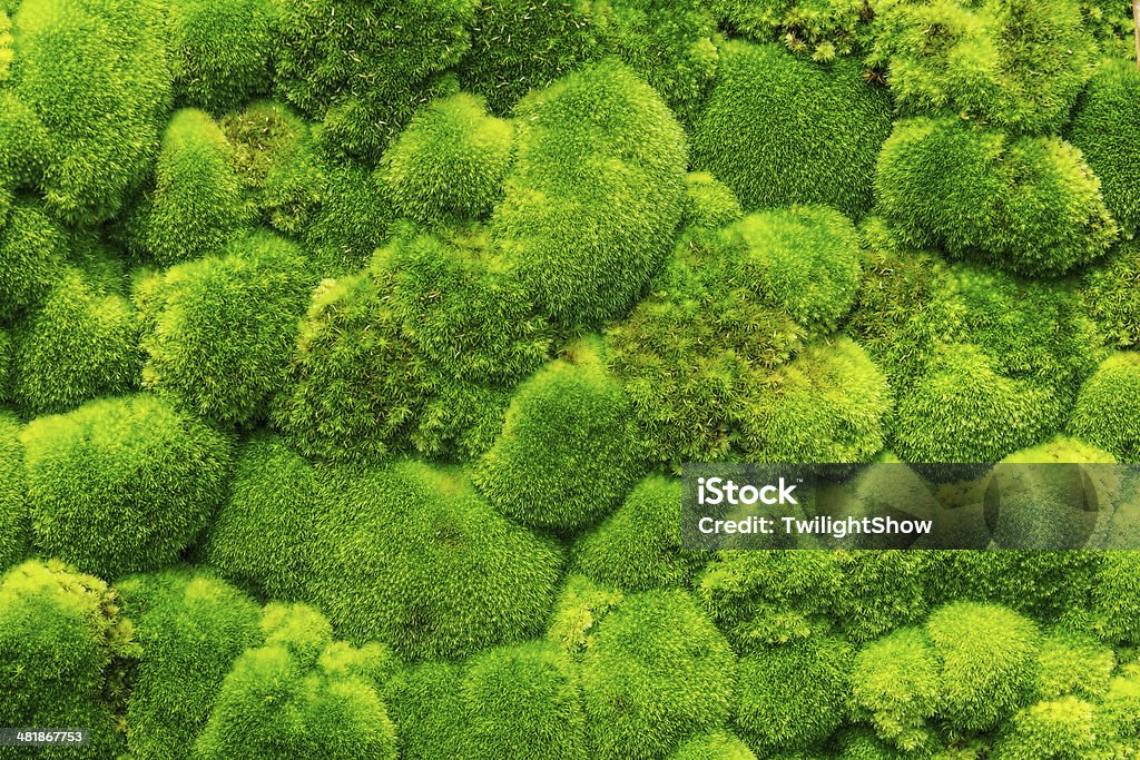 Moss Forest Beautiful Green Moss In The Forest, Background Moss Stock Photo