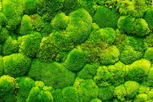 Moss Forest Beautiful Green Moss In The Forest, Background flowerbed photos stock pictures, royalty-free photos & images