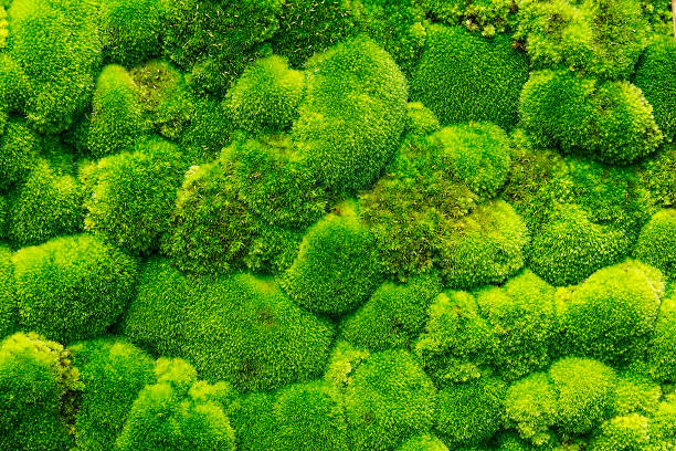 Moss Forest stock photo