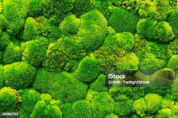 Moss Forest Stock Photo - Download Image Now - Moss, Macrophotography, Close-up