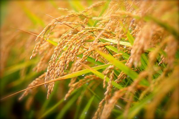 추절 rice - rice 뉴스 사진 이미지