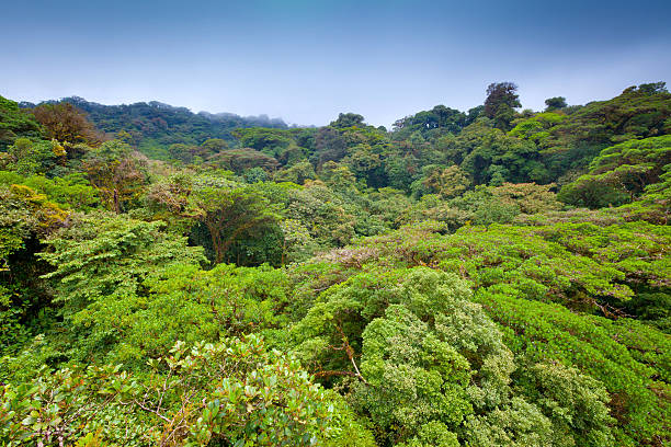 istock Tropical rainforest in Costa Rica 481869604