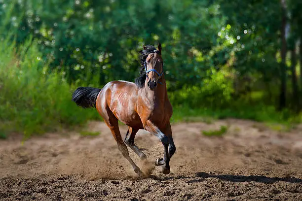 young horse running down the road on green background