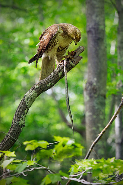 istock Red tail hawk, garter snake, in tree, Manchester, Connecticut. 481870588