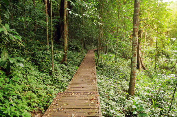 istock Taman Negara National Park 481871589