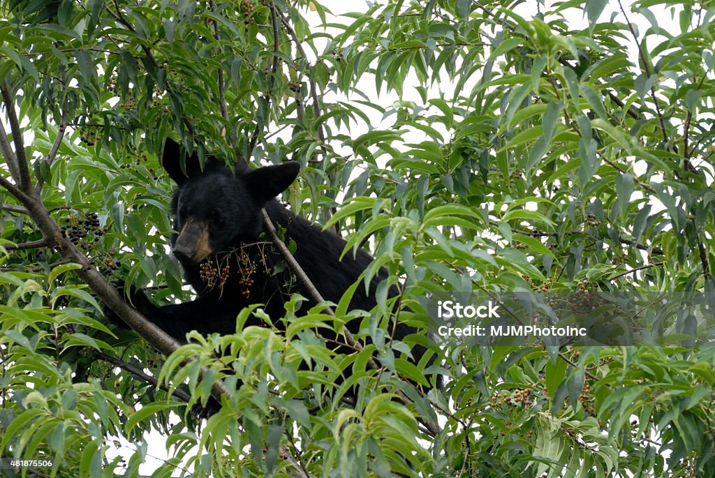 Young Black Bear Eating Wild Cherries Young black bear enjoying a feast of wild cherries. 2015 Stock Photo