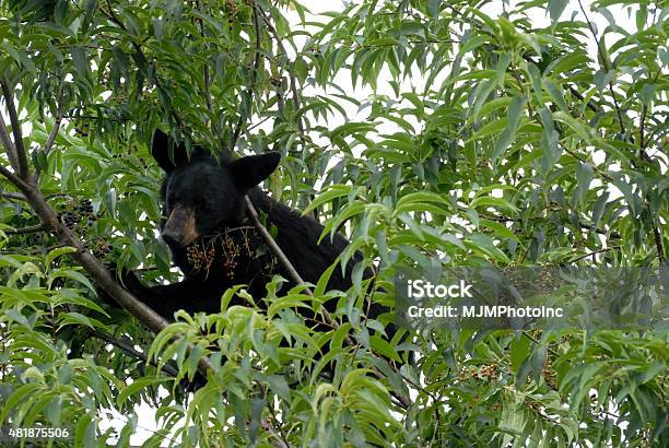 Young Black Bear Eating Wild Cherries Stock Photo - Download Image Now - 2015, American Black Bear, Animal