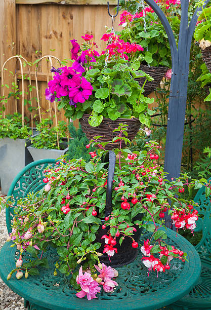 istock Fuschia container plant on garden table 481878130