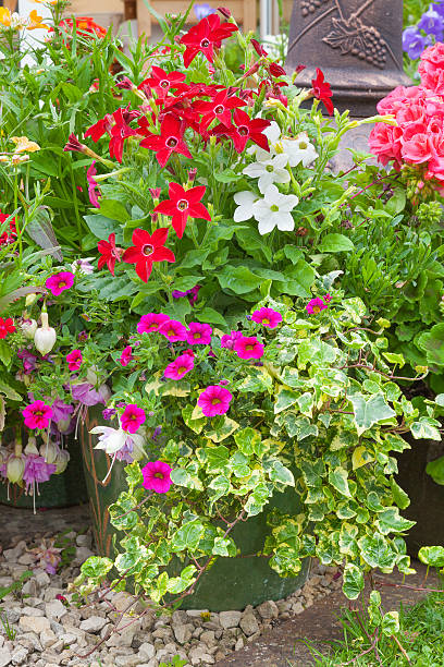 istock Flowers growng in containers. 481878136