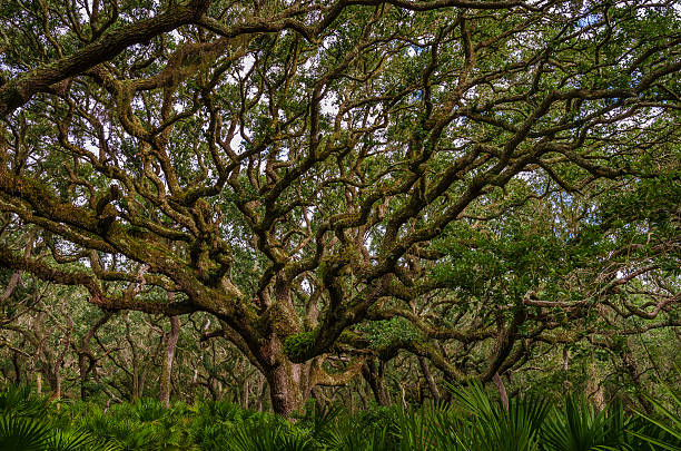 árbol de la vida - cumberland island fotografías e imágenes de stock