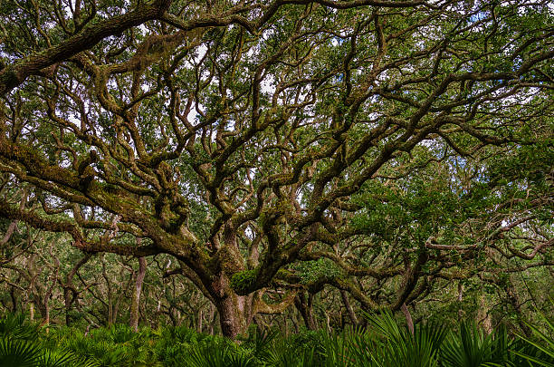 albero della vita - cumberland island foto e immagini stock