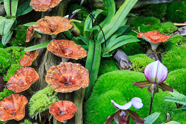 マッシュルームにログ - formal garden tropical climate park plant ストックフォトと画像