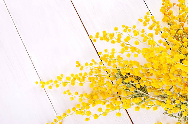 istock Mimosa flowers on wooden table 481880815