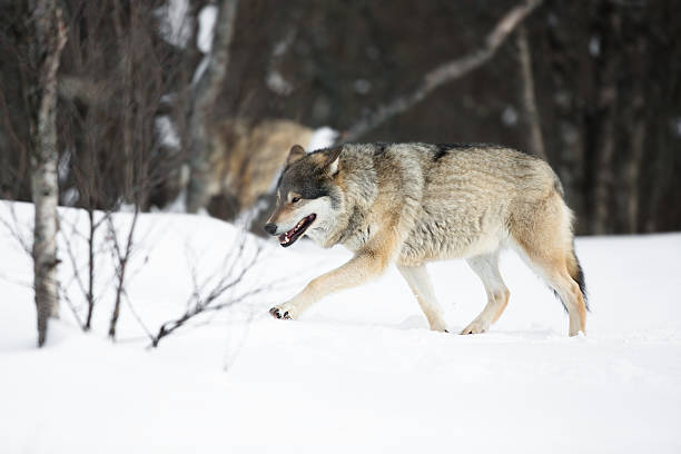 wolves andando na floresta de inverno - wolf norway woods winter - fotografias e filmes do acervo