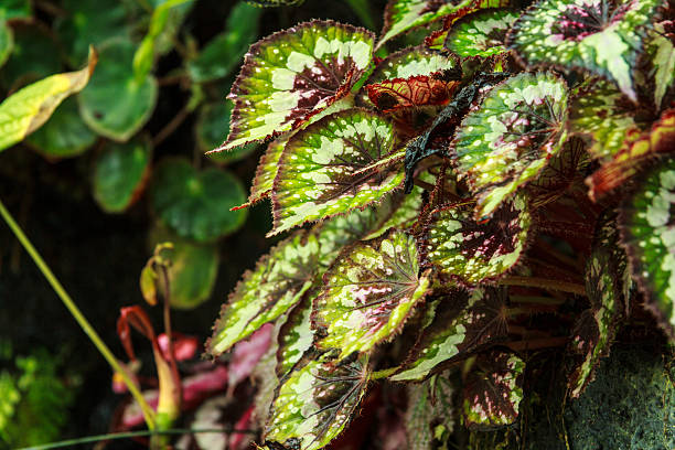 リーフの森 - formal garden tropical climate park plant ストックフォトと画像