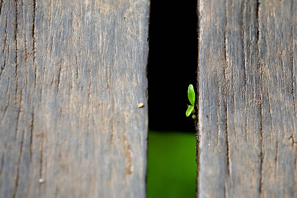 Young plant on the wood. stock photo
