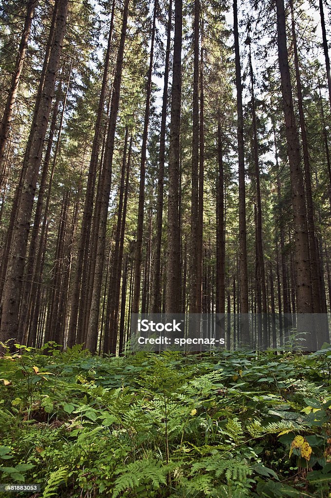 old pine forest old pine forest in the foothills of the Carpathians Aging Process Stock Photo