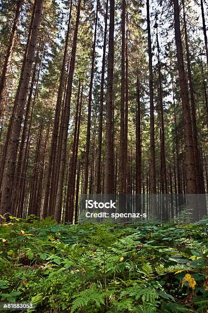 Old Pine Forest Stock Photo - Download Image Now - Aging Process, Autumn, Beauty In Nature