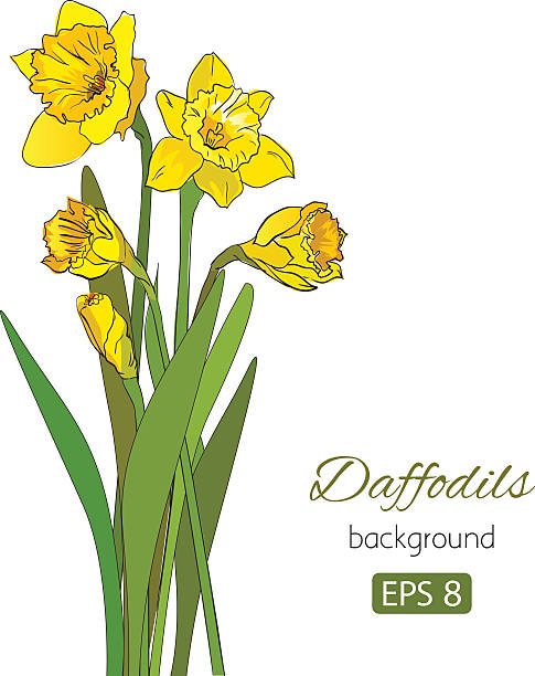 ilustrações, clipart, desenhos animados e ícones de cartão vintage com linda narcisos no fundo branco - daffodil bouquet isolated on white petal