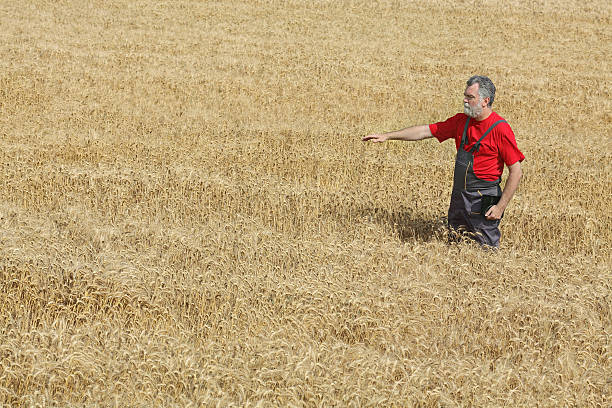 istock Agricultural scene, farmer or agronomist inspect wheat field 481883448