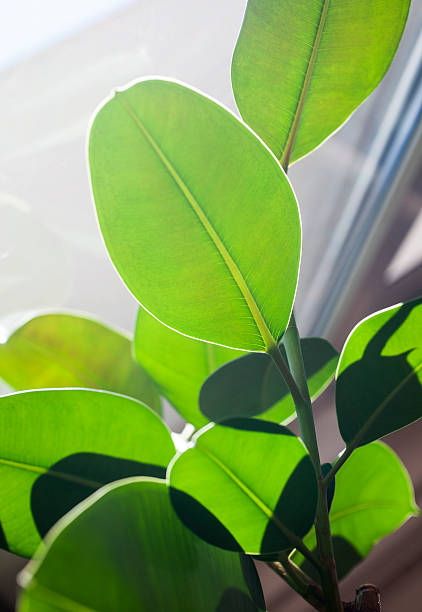 istock green leaves long nature 481883561