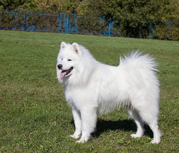istock Beautiful white dog on a background of green grass 481884155