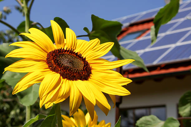 girassol com fundo solar - gardening single flower house flower imagens e fotografias de stock