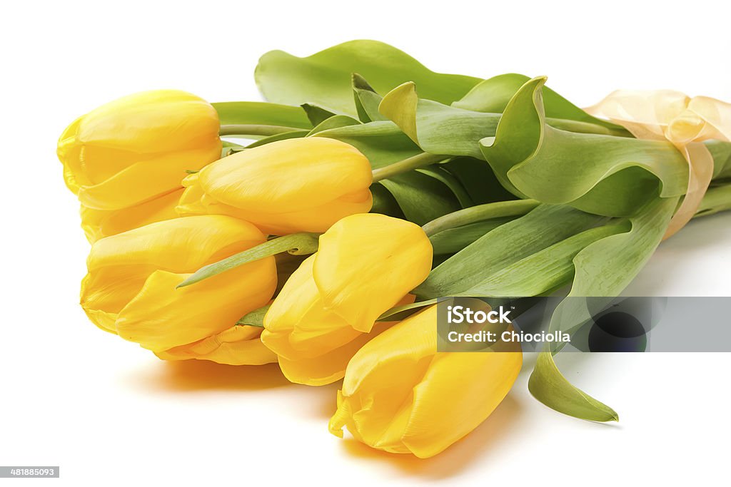 Желтые тюльпаны - Стоковые фото Без людей роялти-фри