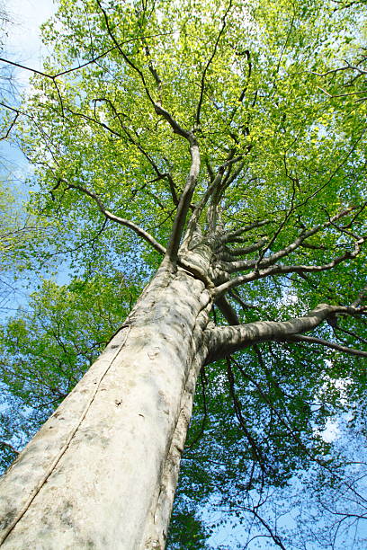 istock Fagus crenata  in  Oirase stream 481885609