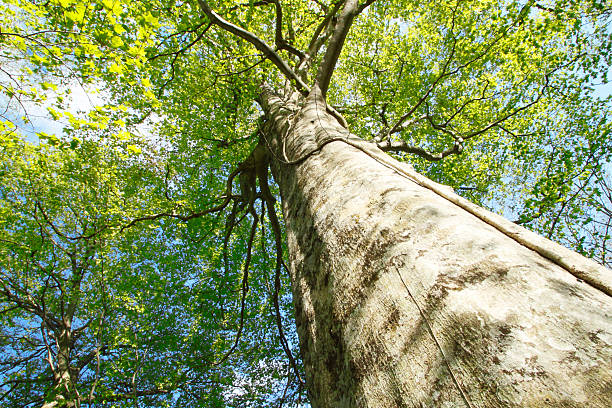 Fagus crenata  in  Oirase stream