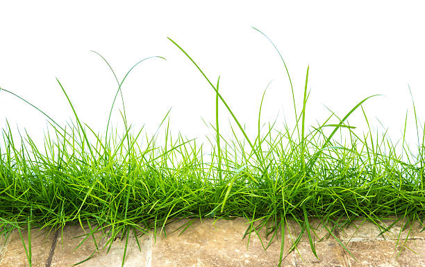 istock Fresh spring green grass panorama isolated on white background. 481887390