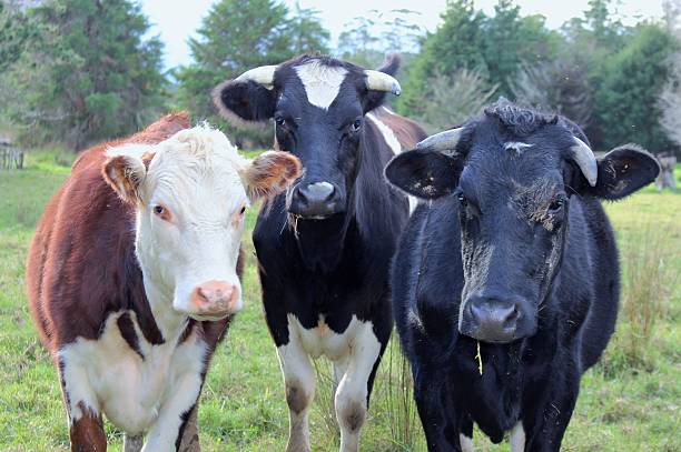 istock Trio of cows posing in a field 481887564