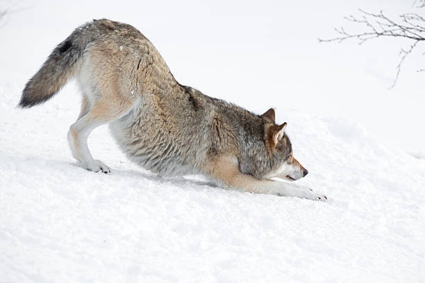 cansado lobo alongando - wolf norway woods winter - fotografias e filmes do acervo