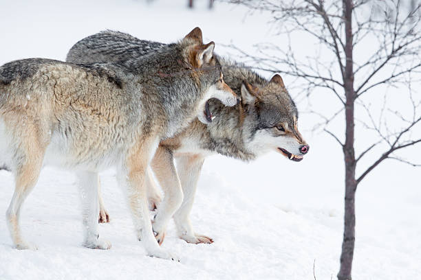angry wolves na neve fresca - wolf norway woods winter imagens e fotografias de stock
