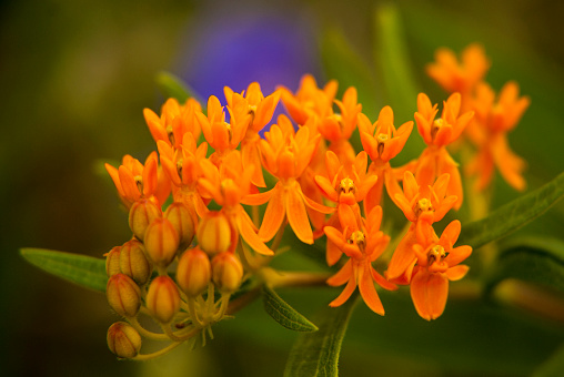 Macro of orange Butterfly Weed, food for Monarch butterflies, with unopened buds