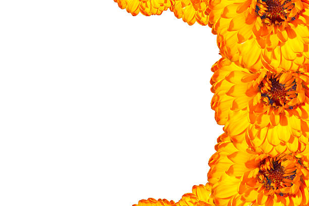 istock Card with orange  flowers 481890852