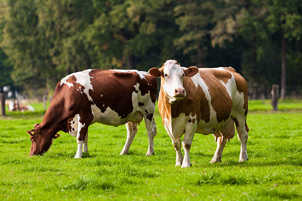 istock Cows on meadow. Grazing calves 481891095