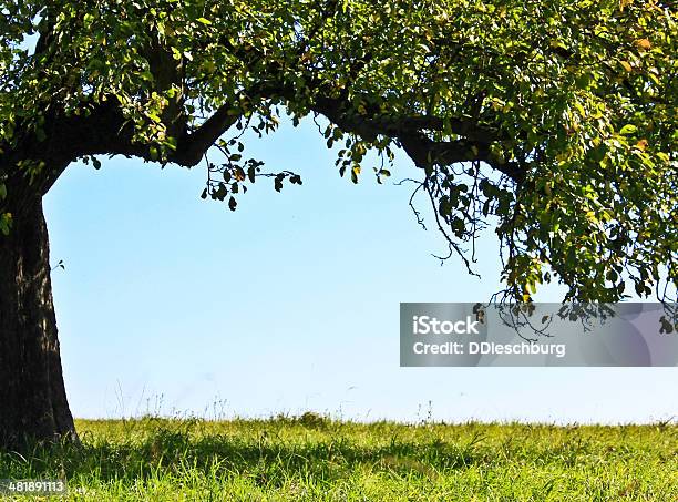 Apple Tree Stock Photo - Download Image Now - Shade, Tree, Apple Tree