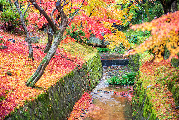 色のメープルリーフの秋 - nature environmental conservation red japanese maple ストックフォトと画像