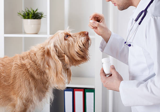 cachorro durante tomando remédio - vet men laboratory holding - fotografias e filmes do acervo