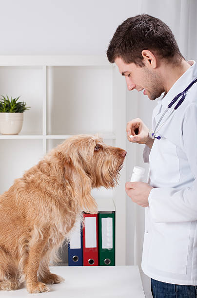 veterano dando medicament de cachorro - vet men laboratory holding - fotografias e filmes do acervo