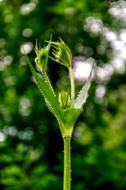 Green Thistle Close-up shot of a green thistle before blooming. bristlethistle stock pictures, royalty-free photos & images