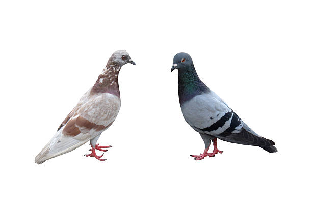 istock pair of pigeons isolated on white background 481894452