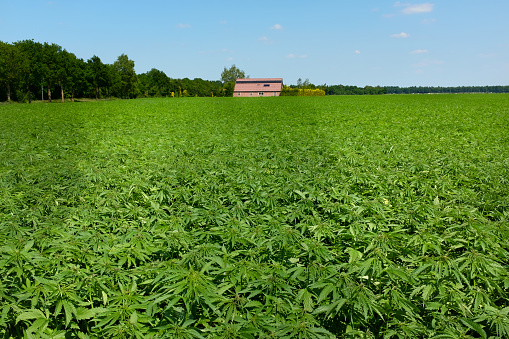 Hemp is a non-drug variety of cannabis that is grown legally
