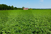 cannabis sativa sativa on farm (industrial hemp variety)