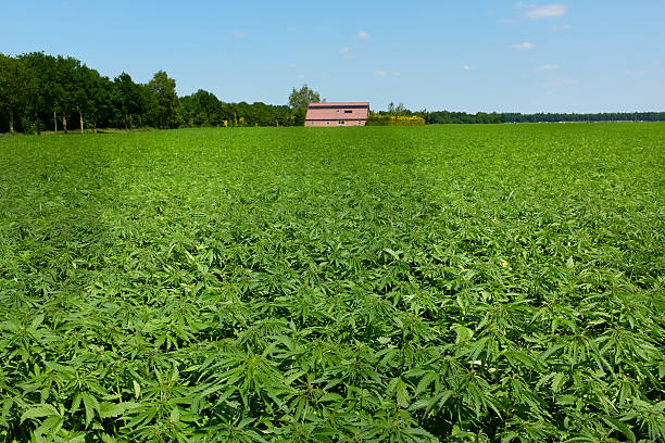 cannabis sativa sativa on farm (industrial hemp variety) stock photo