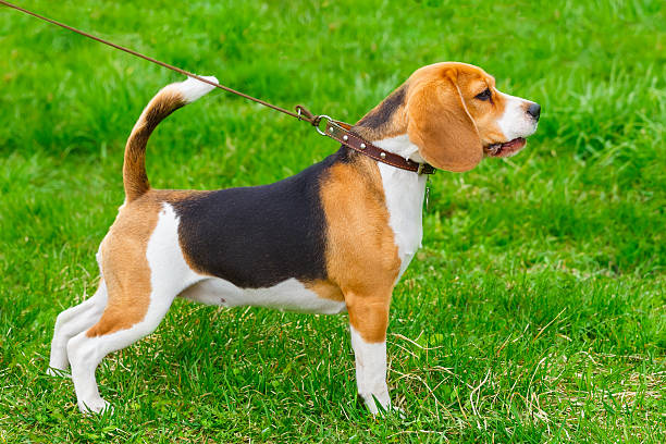 istock dog Beagle breed standing on the green grass 481895254