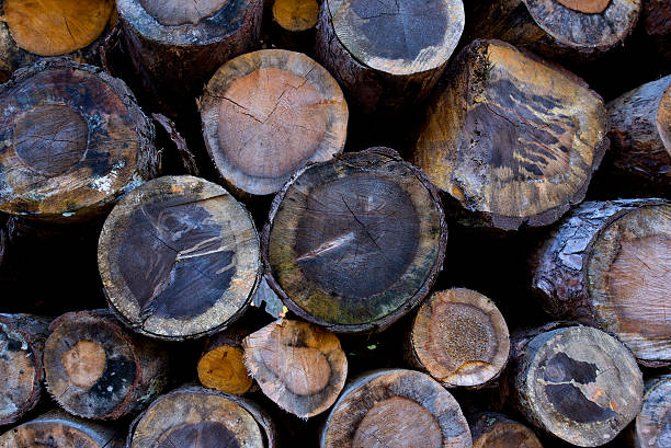 Logs stock photo