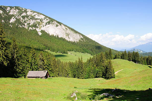 istock Old wood shack in Carpathians, with pine trees around 481895847